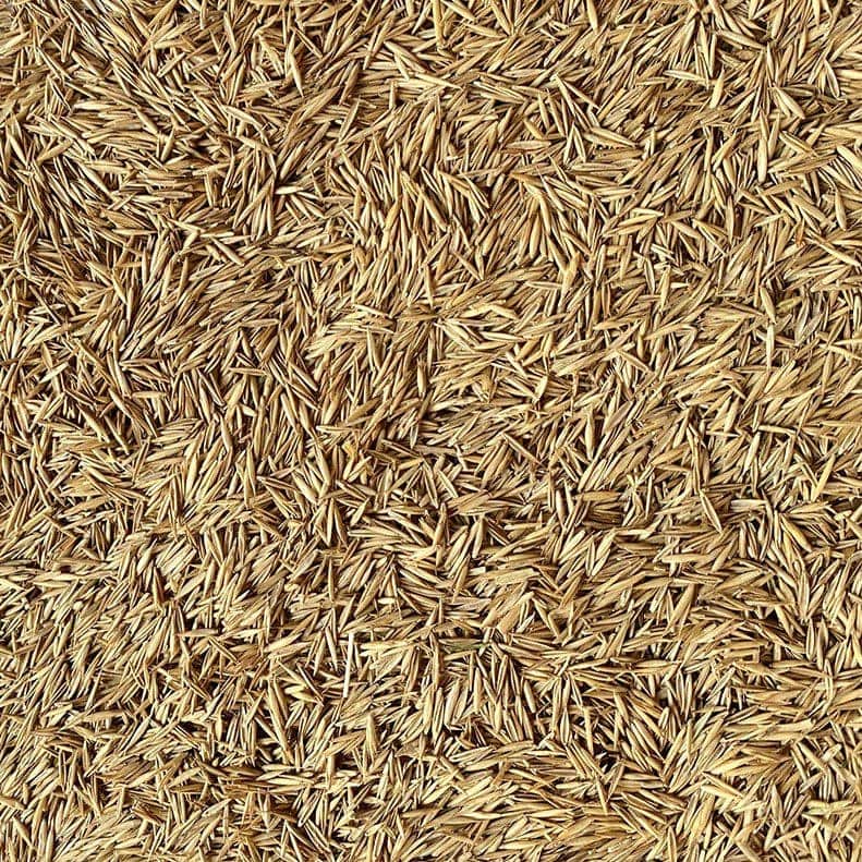 festuca arundinacea