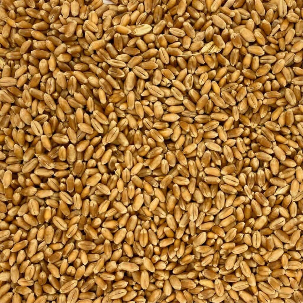 grano tenero