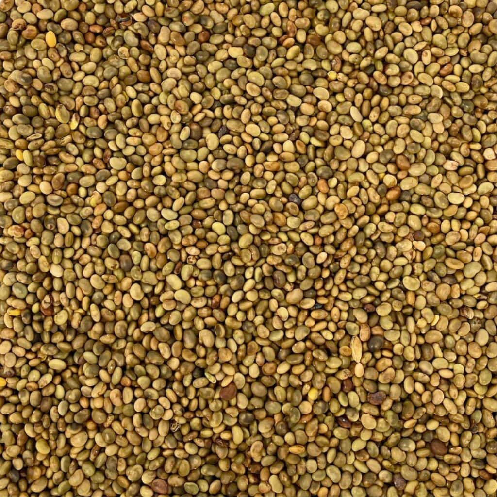 lupinella sgusciata